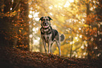 German-Shepherd-Mongrel