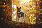 German-Shepherd-Mongrel