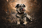 German-Shepherd-Mongrel