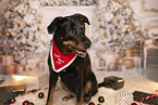 Bernese-Mountain-Dog-German-Shepherd