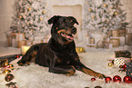 Bernese-Mountain-Dog-German-Shepherd