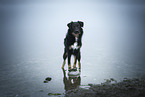 Croatian-Shepherd-Mongrel
