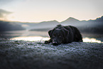 Croatian-Shepherd-Mongrel