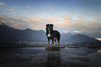Croatian-Shepherd-Mongrel