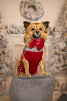 Chihuahua-Pomeranian-Mongrel