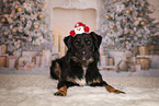 Croatian-Shepherd-Mongrel