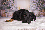 Croatian-Shepherd-Mongrel