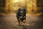 Croatian-Shepherd-Mongrel