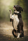 American-Staffordshire-Labrador-Retriever