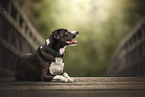American-Staffordshire-Labrador-Retriever