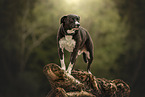 American-Staffordshire-Labrador-Retriever