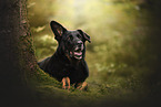 Croatian-Shepherd-Mongrel