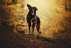Croatian-Shepherd-Mongrel