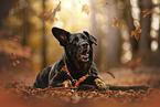 Croatian-Shepherd-Mongrel