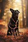 Croatian-Shepherd-Mongrel