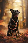 Croatian-Shepherd-Mongrel
