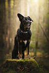 Croatian-Shepherd-Mongrel