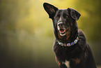 Croatian-Shepherd-Mongrel