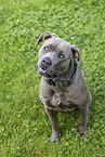 American-Bully-American-Staffordshire-Terrier