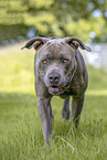 American-Bully-American-Staffordshire-Terrier