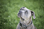 American-Bully-American-Staffordshire-Terrier