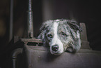 Border-Collie-Australian-Shepherd-Mongrel