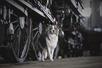 Border-Collie-Australian-Shepherd-Mongrel