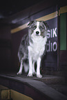 Border-Collie-Australian-Shepherd-Mongrel