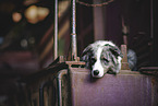 Border-Collie-Australian-Shepherd-Mongrel
