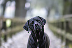 Cane-Corso-Mongrel