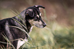 Husky mongrel