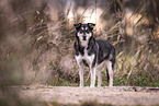 Husky mongrel