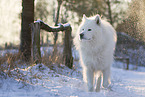 Samoyed-Eurasier-Mongrel