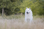 Samoyed-Eurasier-Monngrel