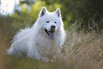 Samoyed-Eurasier-Monngrel