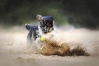 Australian-Shepherd-Mongrel
