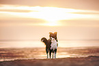 Australian-Shepherd-Mongrel