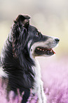 Australian-Shepherd-Mongrel