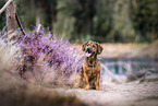 Dachsbracke-Mongrel