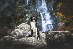 Australian-Shepherd-Border-Collie