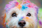Maltese-Cavalier-King-Charles-Spaniel