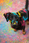 German-Pinscher-Mongrel