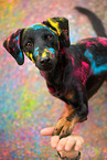 German-Pinscher-Mongrel