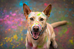 Podenco-Mongrel