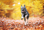 Wolfdog-White-Shepherd-Dog