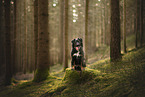 Croatian-Shepherd-Mongrel
