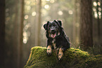 Croatian-Shepherd-Mongrel