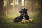 Croatian-Shepherd-Mongrel