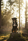 Croatian-Shepherd-Mongrel