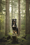 Croatian-Shepherd-Mongrel